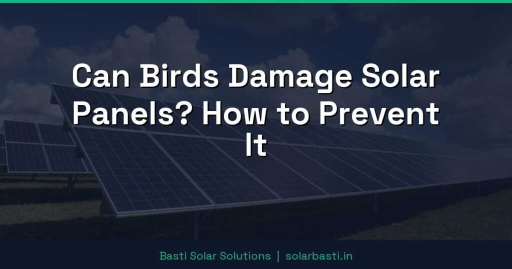 Can Birds Damage Solar Panels? How to Prevent It